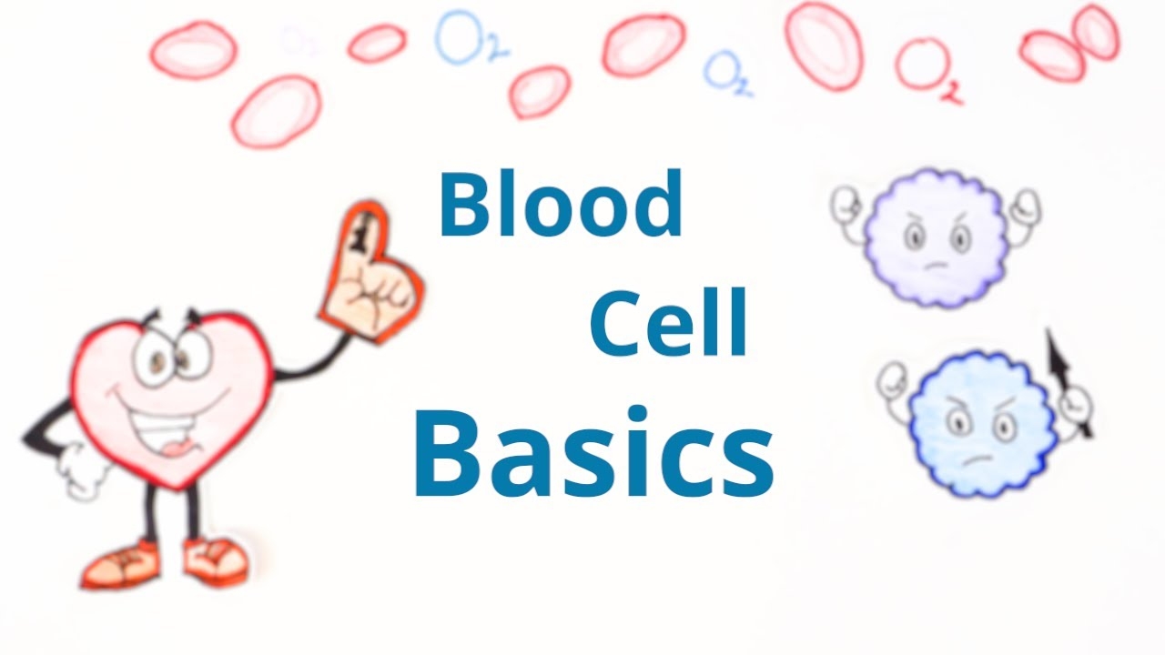 Blood Cell Basics Activity TeachEngineering Math Worksheet Answers